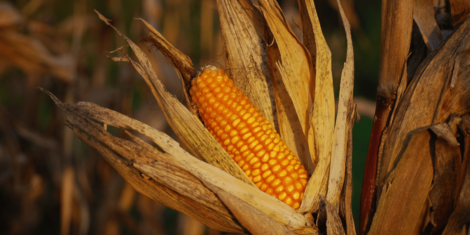 Navigating Challenges In The Corn Commodity Market: Risks And Solutions